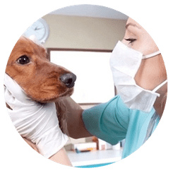 Centro Veterinario Loreto veterinario revisando un canino