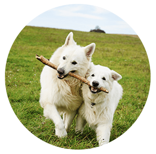 Centro Veterinario Loreto perros de color blanco mordiendo un trozo de madera 